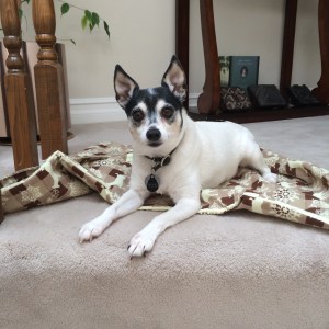 Browser likes to hang out on the stairs